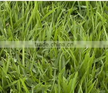 Zoysia Japonica photo-2