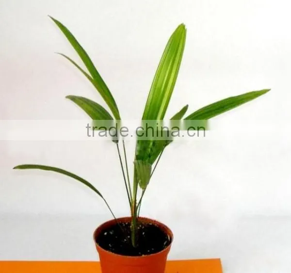Bamboo Seedling
