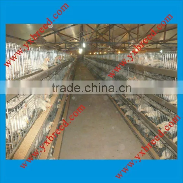 Automatic Poultry Equipment for Layers