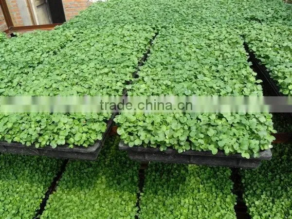 The Newest Promotion Personalized Rice Seedling Tray Wholesale photo-3