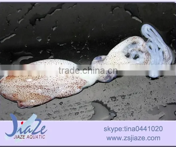 Frozen Baby Squid BQF OR IQF photo-3