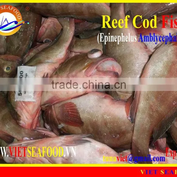 FROZEN REEF COD FISH WHOLE ROUND photo-5