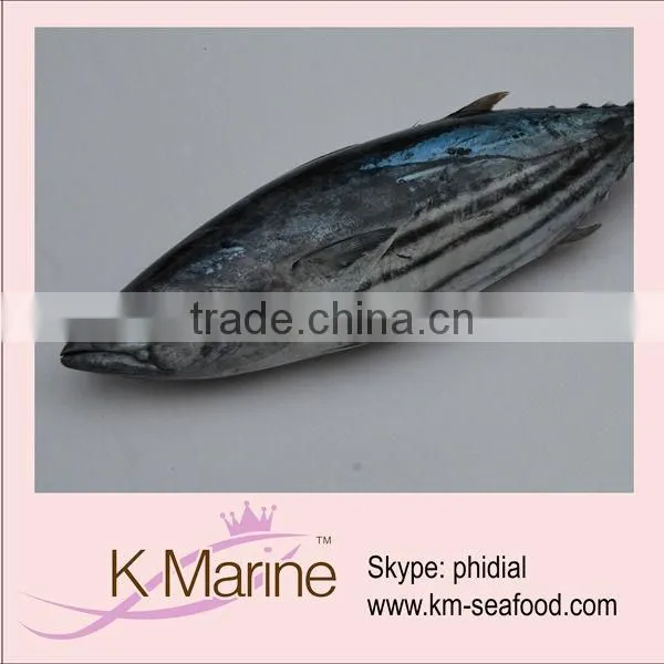 Frozen Live Fish Fresh Whole Tuna