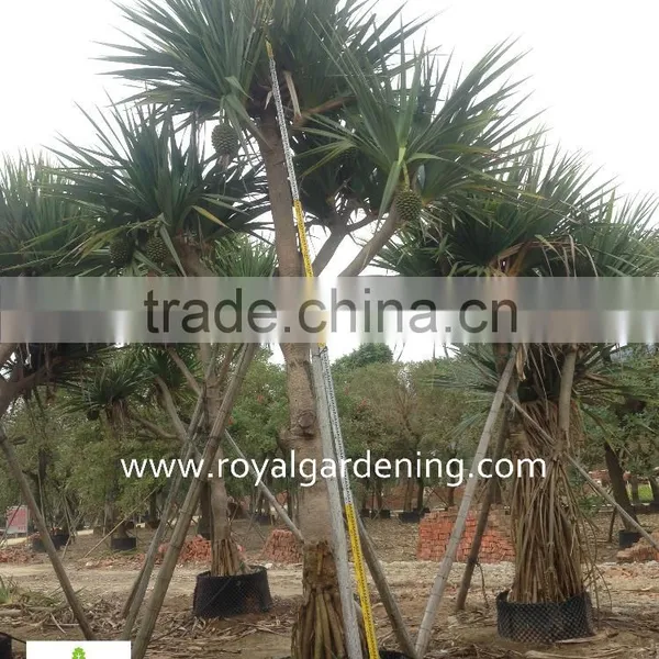 Pandanus Utilis High 4-5m Landscaping Tree photo-2