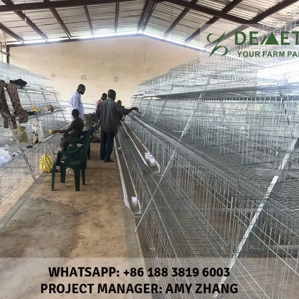 Layer Poultry Farming Equipment photo-4