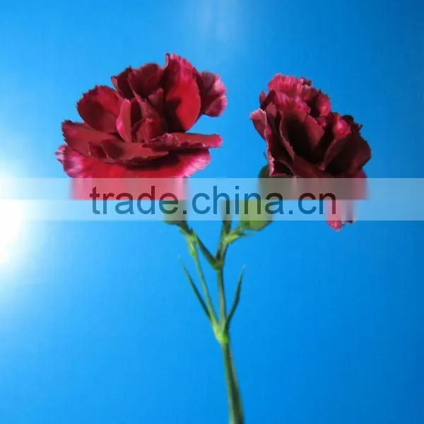 2016 Most Popular Long Stem Fresh Spray Carnations Cuttings photo-6