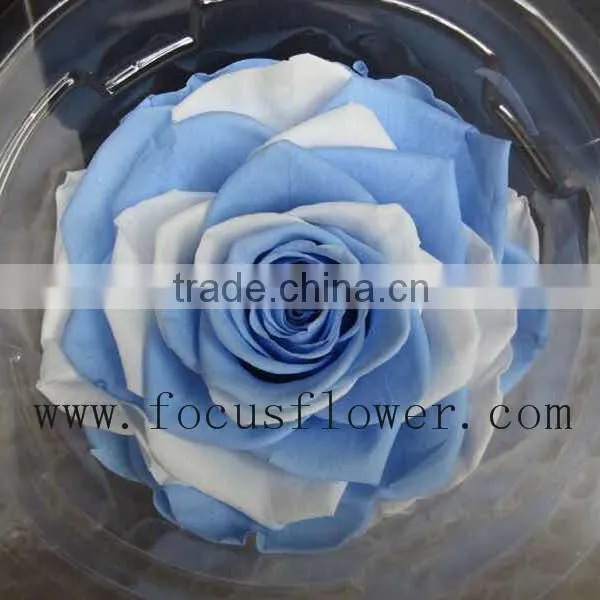 Long Stem Valentine's Day Gifts Party Rose Preserved Fresh Flower From China photo-3