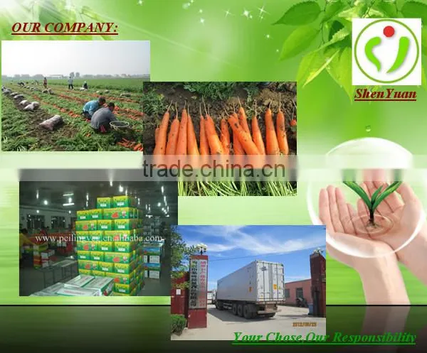 Fresh Carrots Manufacturer photo-5