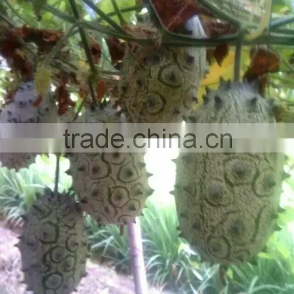 The Horned Melon Seeds Cucumis Metuliferus Melano Jelly Melon Seeds For Growing photo-4