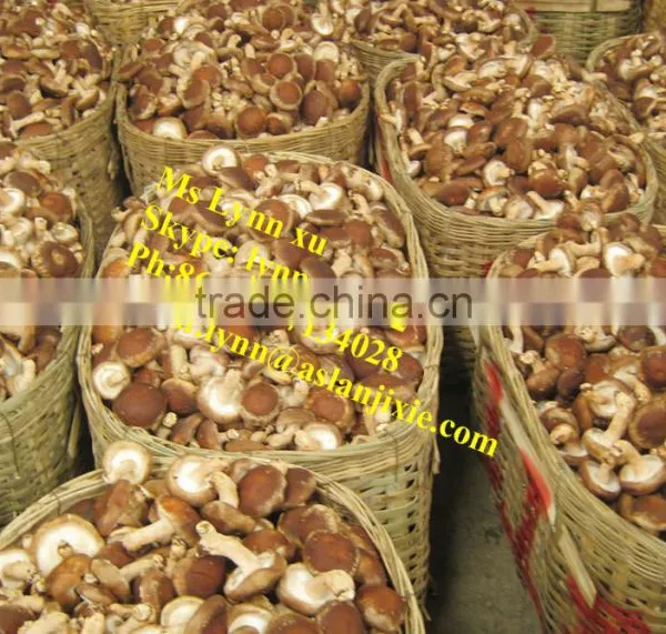 High Quality Mushroom /dry Shiitake Mushroom photo-6
