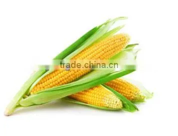 Gluconolactone photo-3