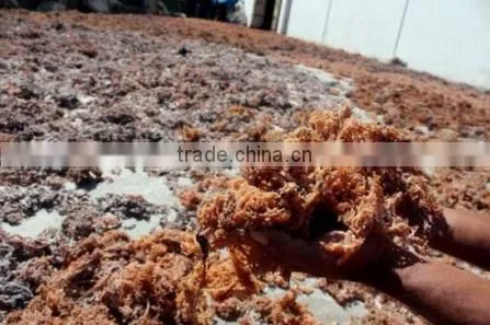 Sell Gracilaria, Eucheuma Spinosum And Eucheuma Cottoni Seaweeds photo-4