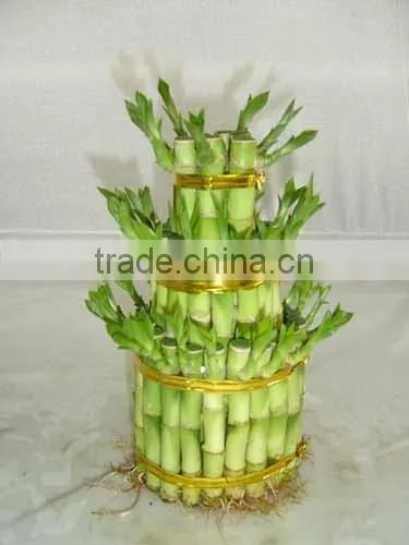 Lucky Bamboo ( Dracaena Sanderiana) 3 Layers photo-4
