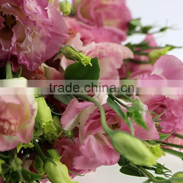 Factory Direct Exquisite Cut Flower Lisianthus Fresh Eustoma From China photo-4