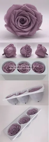 Beautiful Blue Rose for Floral Design Flowers Preservation for Anniversary Decoration photo-2