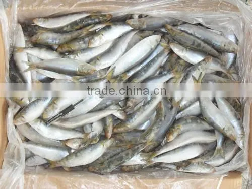 Frozen Sardines (Sardinella Longiceps) for Bait and Canning 250pcs photo-5
