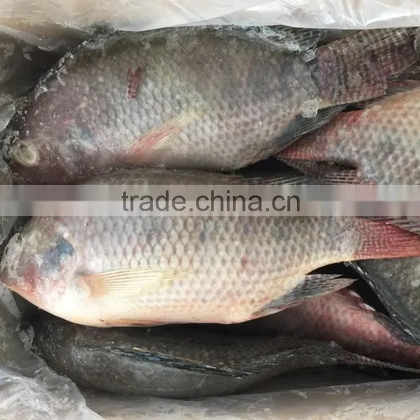Frozen Tilapia Fish Factory photo-2