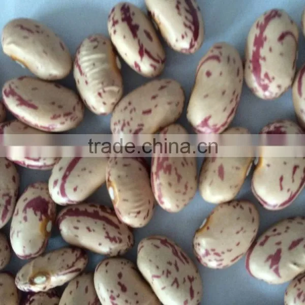 Speckled Kidney Bean photo-2