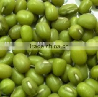 Green Mung Bean