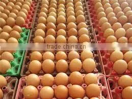 Chicken Egg
