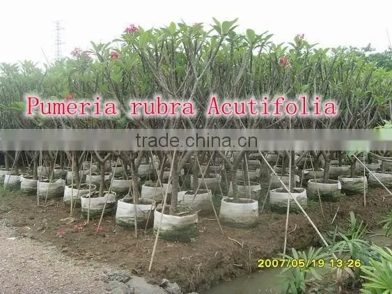 for Outdoor Landscaping Ornamental Bonsai Plants photo-6