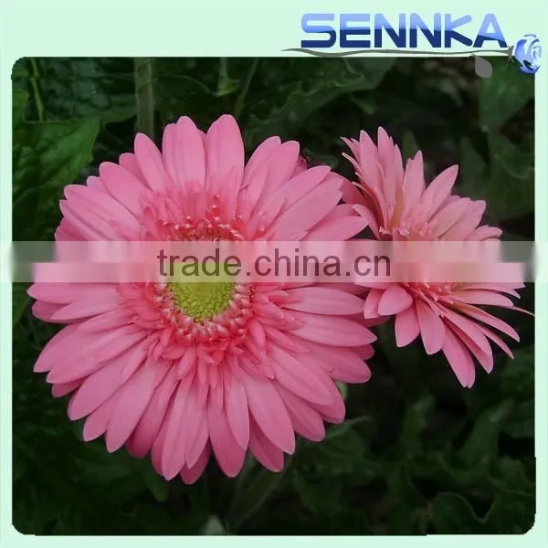 Honey Gerbera Natural Fresh Gerbera Bouquets photo-2
