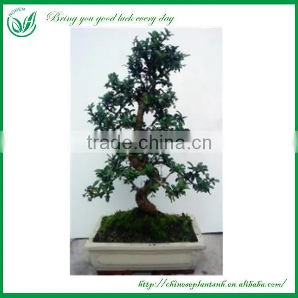 Natural Plants Bonsai Nursery photo-2