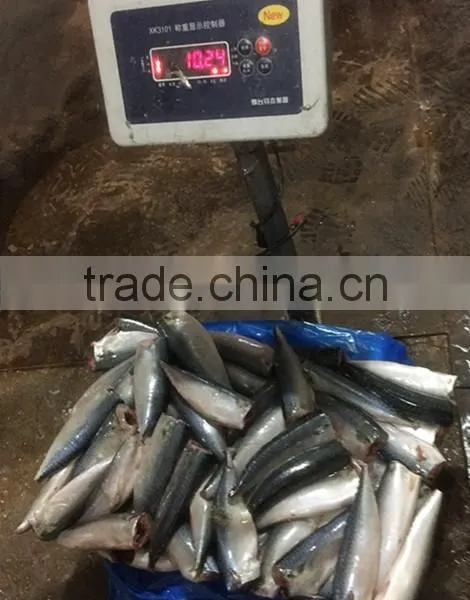 HGT Pacific Mackerel Scomber Japonicus Headless Gutted Tailess photo-3