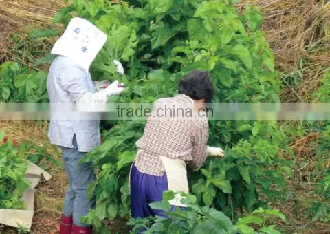 Natural and Good Quality Qualite Azawad Health Benefits Chunmee Green Tea Mulberry Tea With Hight Quality Made in Japan photo-5