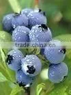 Bilberry /cranberry/ Blueberry Extract