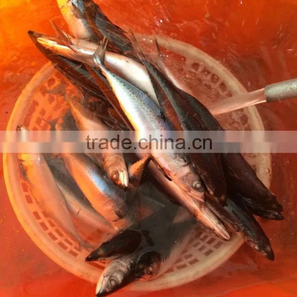 Mackerel Fish Benefits photo-3