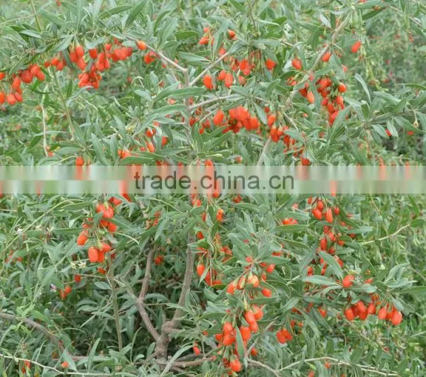 GOJI A280 GRAINS/50G photo-2