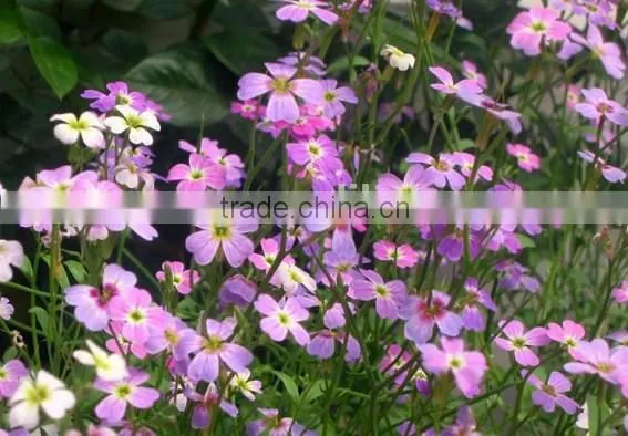 Virginia Stock, Malcolmia , Flower Seeds , Herb Seed,vegetalbe Seed,fruit Seed,grass Seed photo-5