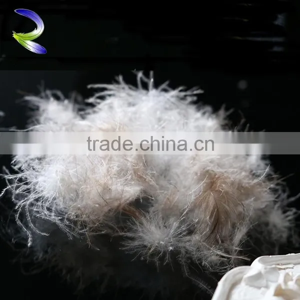 Wholesales High Quality Down Feathers Wholesale Gray Duck Feather Supplier's Choice photo-2