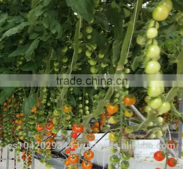 Multi Span Greenhouse for Hydroponics and Irrigation Systems photo-6