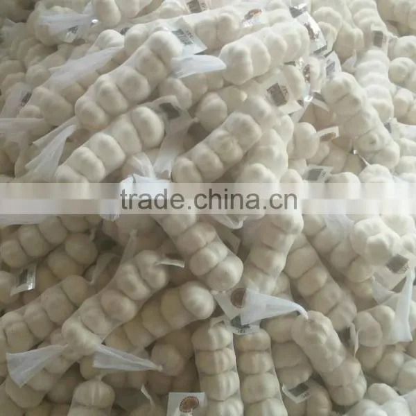 Chinese Pure White Garlic photo-5