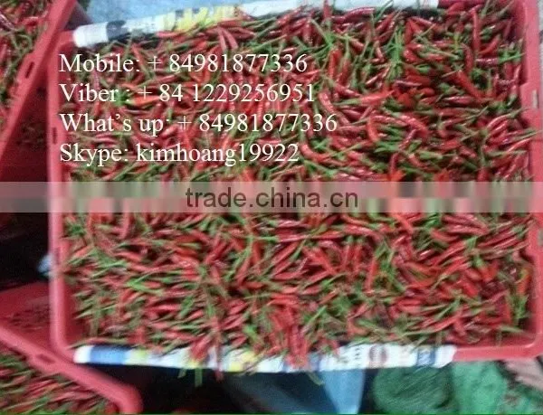 Chili Peppers photo-3