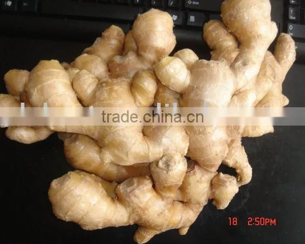 All Year Round Fresh Ginger photo-6