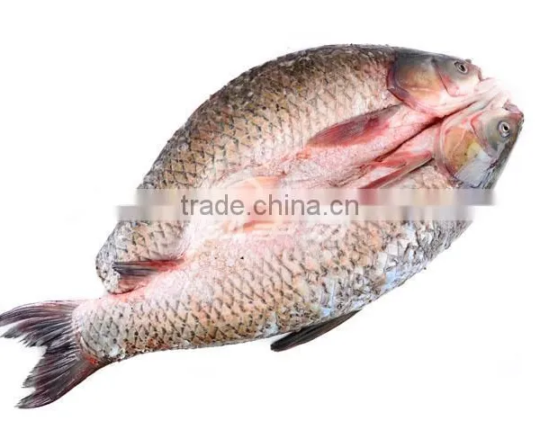 Industrial Powerful Fish Belly Splitting Machine photo-5