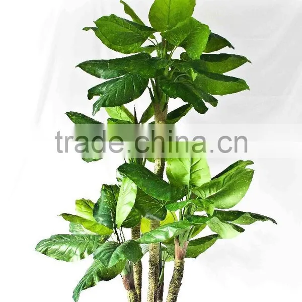 Wholesale Indoor Use Bonsai photo-4