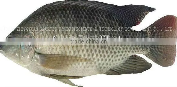 Frozen Seafood Tilapia Fish