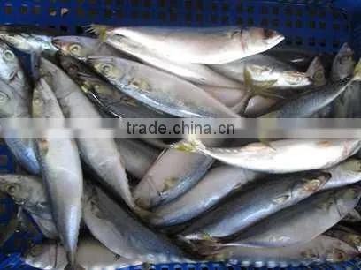HACCP Frozen Seafood Mackerel Manufacturer photo-3