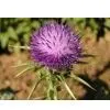 Milk Thistle Extract Powder