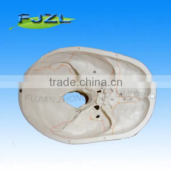 3parts Plastic Skull Skeleton Model/pvc Skull Model /Classic Human Skull Model With Opened photo-2