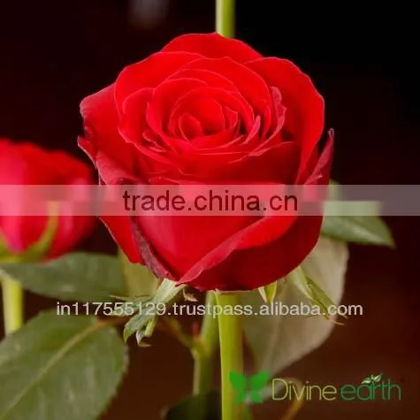Cut Rose photo-5