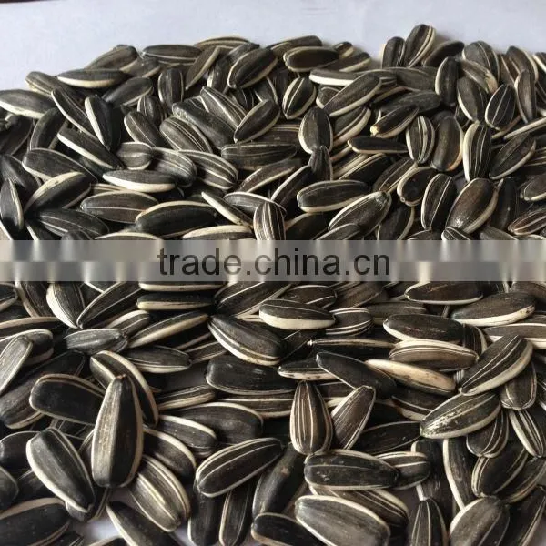 Sunflower Seeds Long Type 5009 Inner Mongolia photo-2