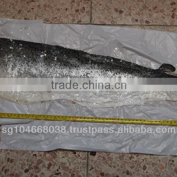 FROZEN ATLANTIC SALMON SKINS photo-3