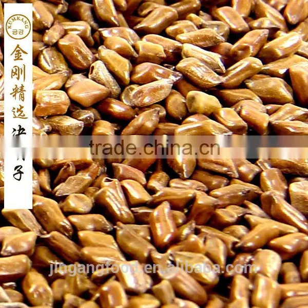 Chinese Semen Cassiae/Selected Medicinal Cassia Seed photo-2