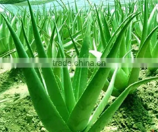Aloe Vera Extract photo-2