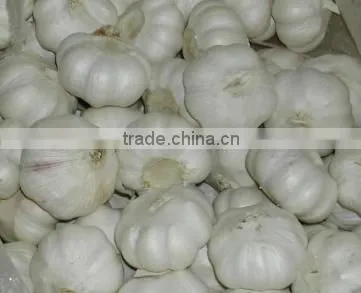 Fresh Normal White Garlic From Cold Store photo-5